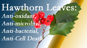 Shoreline Medical Services/ Hutter Chiropractic Office presents new research regarding the flavonoids of the hawthorn tree leaves’ extract that are antioxidant, antibacterial, antimicrobial and anti-cell death. 