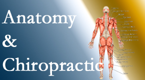 Shoreline Medical Services/ Hutter Chiropractic Office proudly delivers chiropractic care based on knowledge of anatomy to diagnose and treat spine related pain.