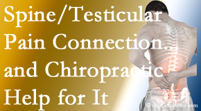 Shoreline Medical Services/ Hutter Chiropractic Office shares recent research on the connection of testicular pain to the spine and how chiropractic care helps its relief.