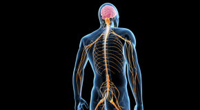 Groton chiropractic  and spinal manipulation benefits for back and neck pain