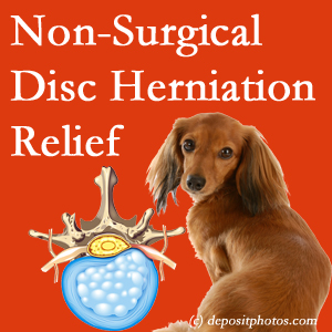 Often, the Groton disc herniation treatment at Shoreline Medical Services/ Hutter Chiropractic Office effectively reduces back pain for those with disc herniation. (Veterinarians treat dachshunds’ discs conservatively, too!) 