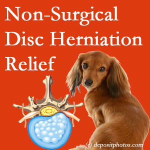 Often, the Groton disc herniation treatment at Shoreline Medical Services/ Hutter Chiropractic Office effectively reduces back pain for those with disc herniation. (Veterinarians treat dachshunds’ discs conservatively, too!)