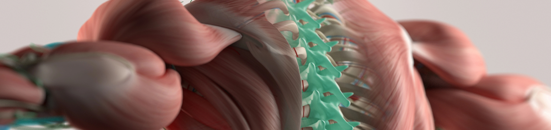 Groton thoracic spine