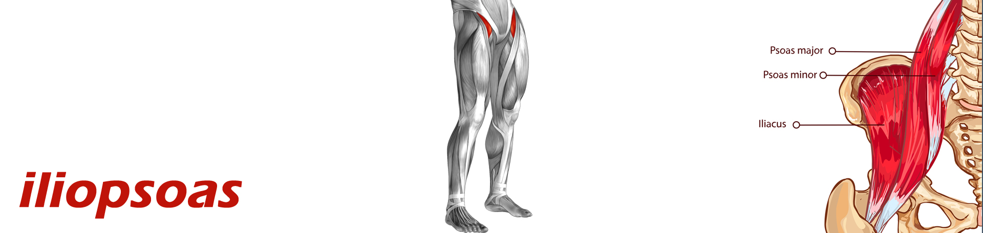 Groton Back Pain and Iliopsoas Muscle Link