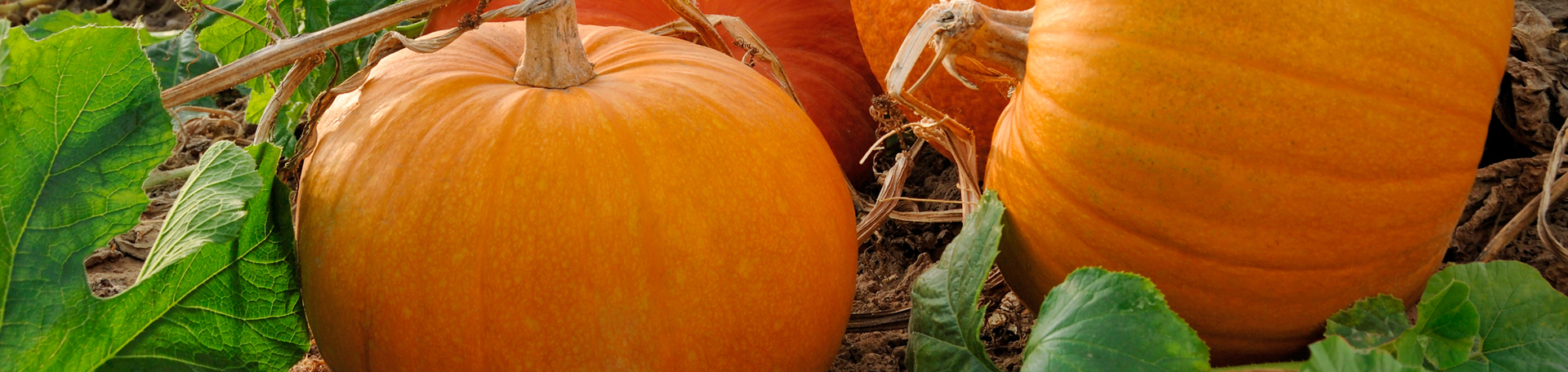 Groton Pumpkin Leaves’ help for disc degeneration